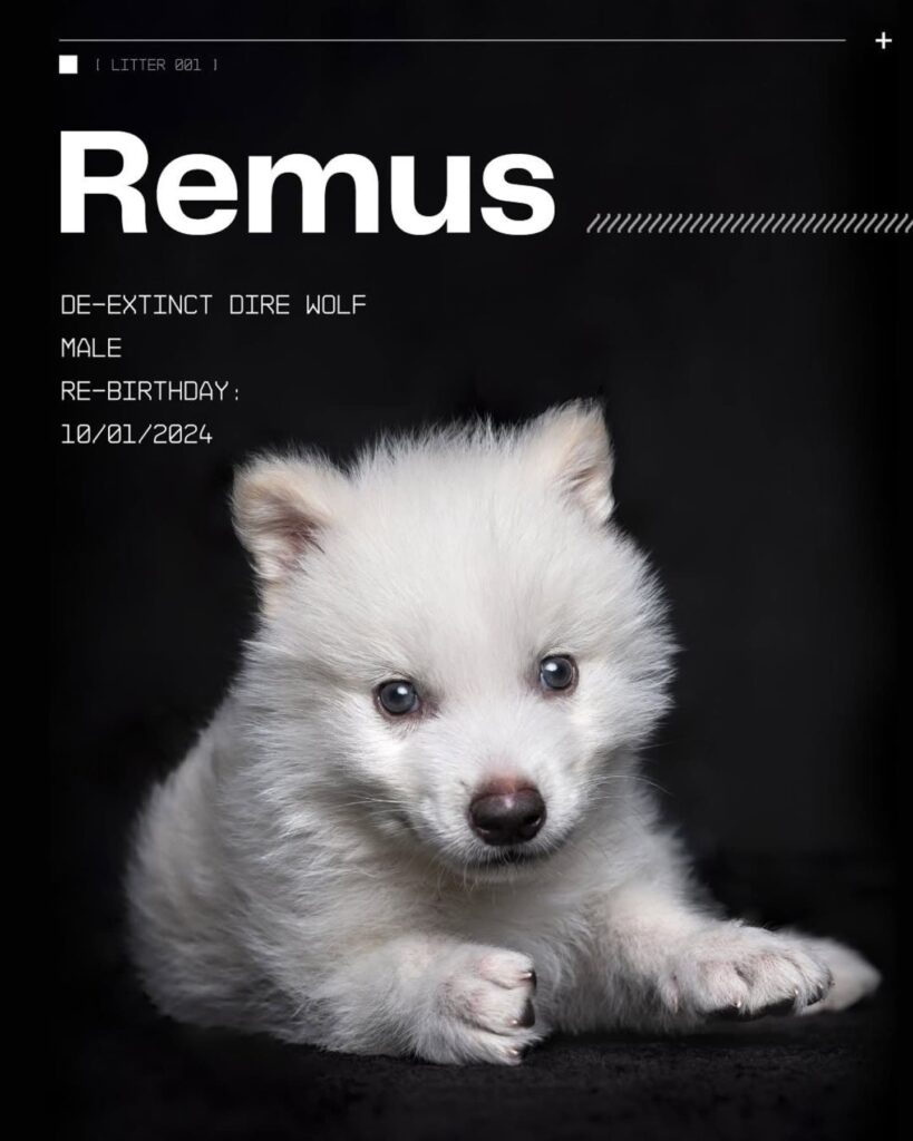 Dire wolf Remus