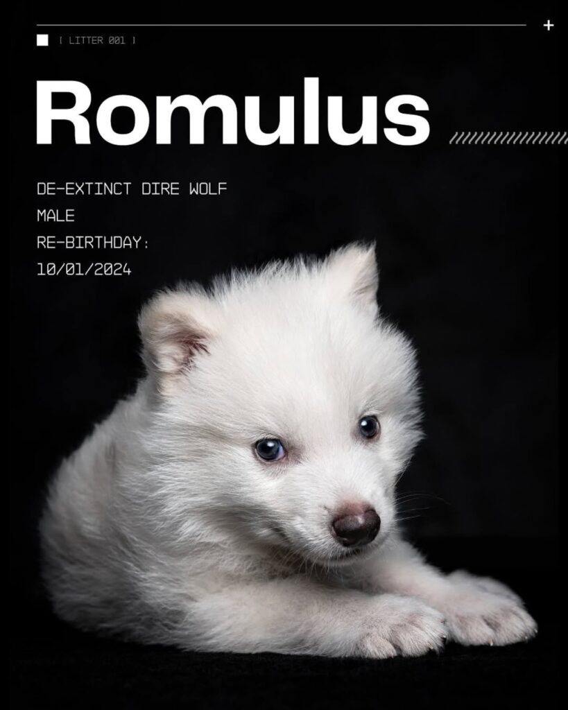 Dire Wolf Romulus